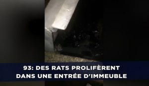Des rats prolifèrent dans une entrée d'immeuble de Seine-Saint-Denis
