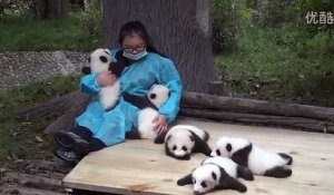 Elle gagne 30000 EUR par an pour caresser des bébés pandas