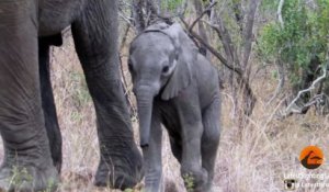 Un bébé éléphant rose a été vu au Parc National Kruger en Afrique