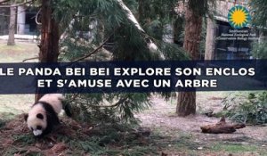 Le panda Bei Bei explore son enclos et s'amuse avec un arbre (et ce n'est pas le seul)