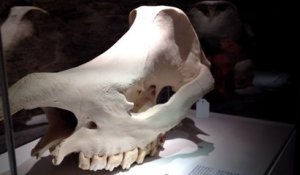 Exposition d'un nouveau crâne de rhinocéros au Muséum
