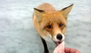 Un renard affamé vient demander à manger à des pécheur sur un lac gelé
