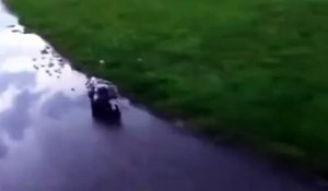 Il Decouvre Un Scorpion Qui Porte Ses Petits Sur Son Dos Sur Orange Videos