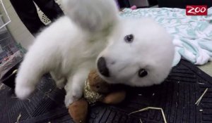 Ce Bebe Ours Polaire Blanc N A Qu Un Mois Trop Mignon Sur Orange Videos