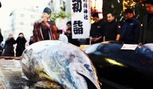 Visitez le plus grand marché de poissons et Sushis à tokyo - Japon
