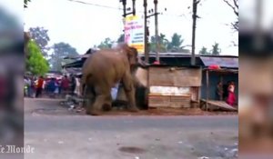 Un éléphant sauvage démolit une centaine de bâtiments dans un village indien