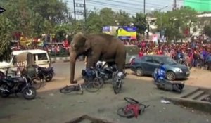 Un éléphant sauvage sème la panique dans une ville indienne