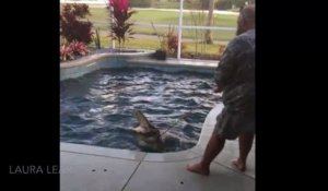 Une famille découvre un alligator géant dans leur piscine