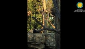 Une maman panda apprend à son bébé à grimper sur un arbre