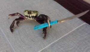 Un crabe armé d’un couteau menace un homme