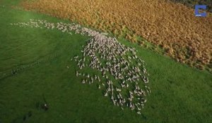 La course folle de moutons filmée depuis un drône