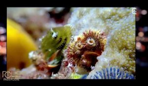 A la découverte des récifs coralliens - Folie Passagère17/02/2016