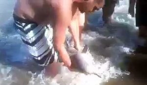 Un bébé dauphin mort pour quelques photos en Argentine