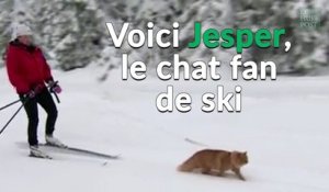 Voici Jesper, le chat norvégien passionné de ski