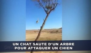Un chat saute d'un arbre pour attaquer un chien