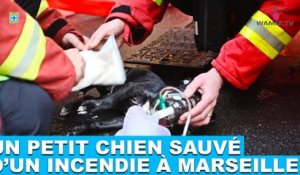 Un petit chien sauvé d'un incendie à Marseille ! L'histoire dans la minute chien #145