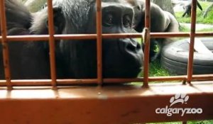 Des gorilles amusés par les engins qui transportent leurs cages au zoo de Calgary