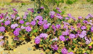 La floraison rarissime de la Vallée de la mort, lieux le plus aride de la planète