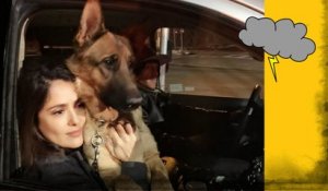Salma Hayek : Son chien tué par balles...