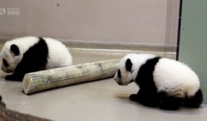 Adorable : ces deux pandas font leurs premiers pas