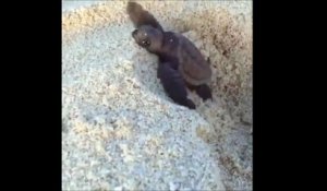 Cette Petite Tortue Est Trop Mignonne Sur Orange Videos