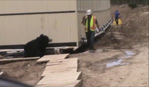 Blague avec un costume d'ours pour un ouvrier de chantier
