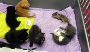 Un bébé écureuil orphelin est déposé parmi des chatons, ce que la maman chat fait est trop mignon !