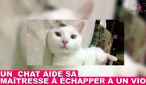 Un chat aide sa maîtresse à échapper à un viol ! L'histoire dans la minute chat #151