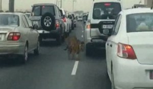 Hallucinant: un tigre en liberté dans les rues de Doha