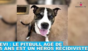 Levi : Le Pitbull agé de 15 ans est un héros récidiviste ! Tout de suite dans la minute chien #154
