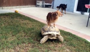 Un chien se fait transporter par une tortue Uber