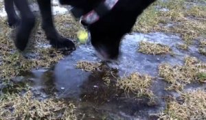 Ce chien ne comprend pas pourquoi l'eau est si dur...