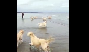 Ce chien adore la mer... Saut de fou dans les vagues