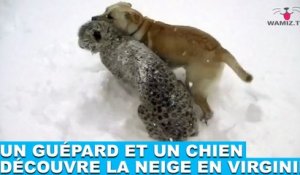 Un guépard et un chien découvre la neige en Virginie ! Les images dans la minute chien #157