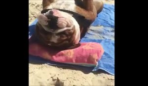 Ce chien fait la carpette sur la plage ! Il m'a trop fait rire
