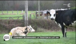 Camembert de Normandie : la tradition du lait cru