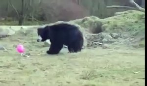 3 ours voient pour la première fois un ballon rose