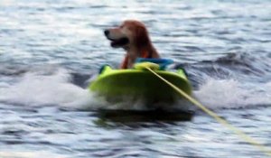 Buddy Boy,  le chien qui adore faire du bateau