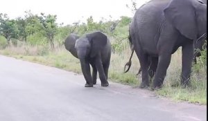 Un éléphanteau a du mal à utiliser sa trompe !