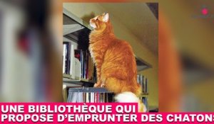 Une bibliothèque qui propose d'emprunter des chatons ! À découvrir dans la minute chat #168