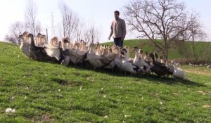 La Région aide la filière "aval" de l'élevage de canards gras du Gers
