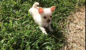 Un chihuahua et une chèvre jouent ensemble