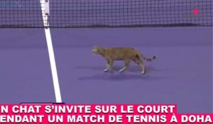 Un chat s'invite sur le court pendant un match de tennis à Doha ! Tout de suite dans la minute chat #173