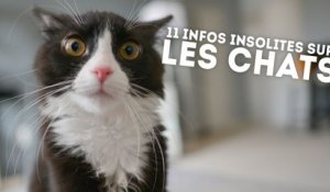 11 informations étonnantes sur nos amis les chats - QUI L'EÛT CRU ?