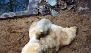 Un bébé ours polaire embête sa maman qui dort... taquin l'animal