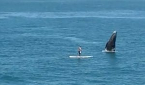 Un paddle board croise le chemin d'une baleine !