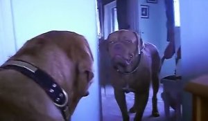Ce chien qui se voit dans un miroir s'attaque lui-même !