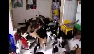 Des chats, beaucoup de chats, trop de chats
