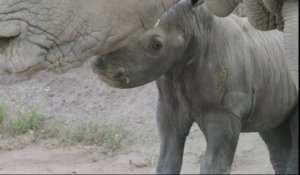 Arrivée d'un bbé rhinocéros au zoo de San Diego