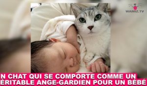 L Etrange Comportement D Un Chat Avec Sa Maitresse Enceinte Tout De Suite Dans La Minute Chat 177 Sur Orange Videos